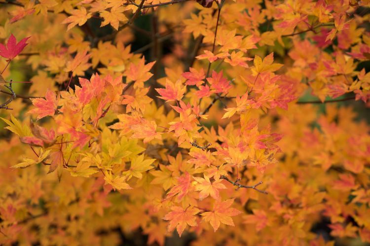 Close-up of orange leaves on tree during autumn