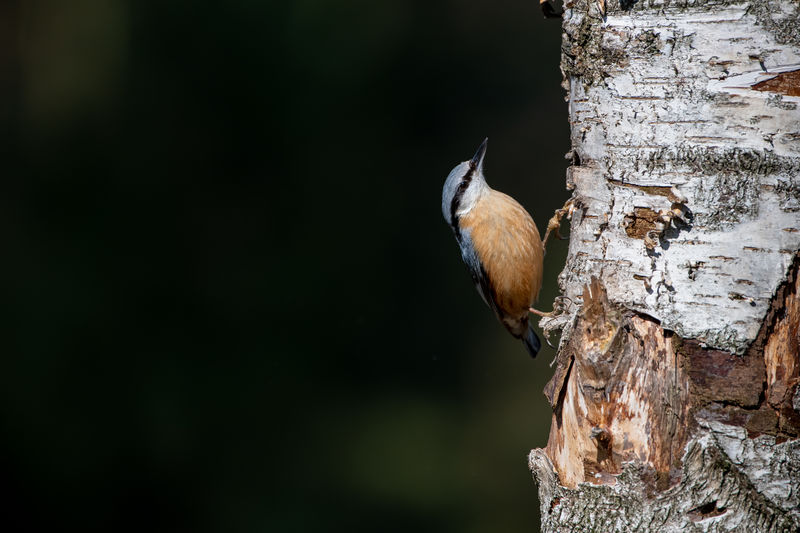 Close-up of bird perching on tree trunk - nuthatch