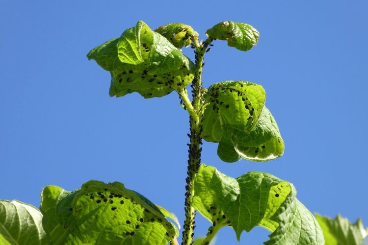 Close-up of fresh green plant against clear blue sky