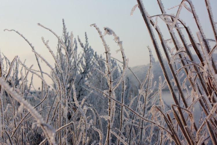 Close-up of frozen plants on field against sky