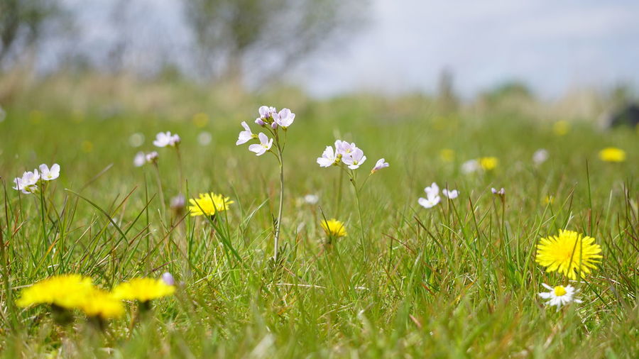 Daisy flowers on field