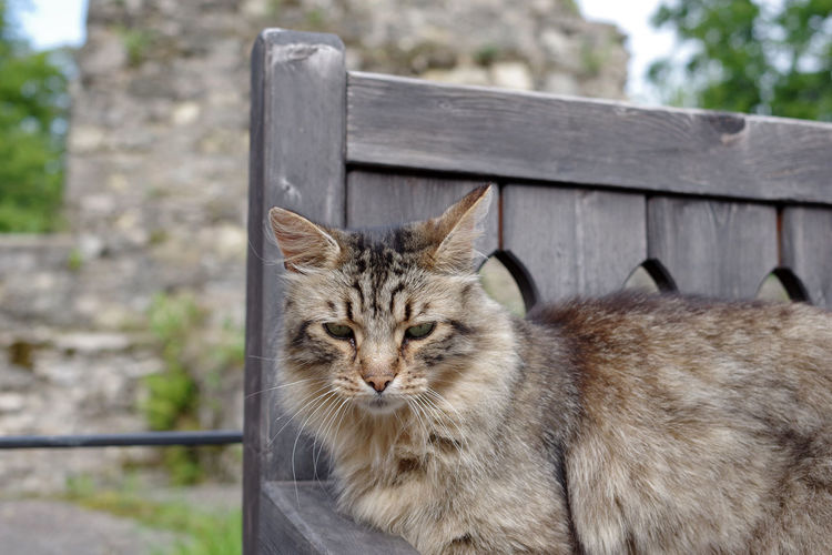 Close-up portrait of a cat