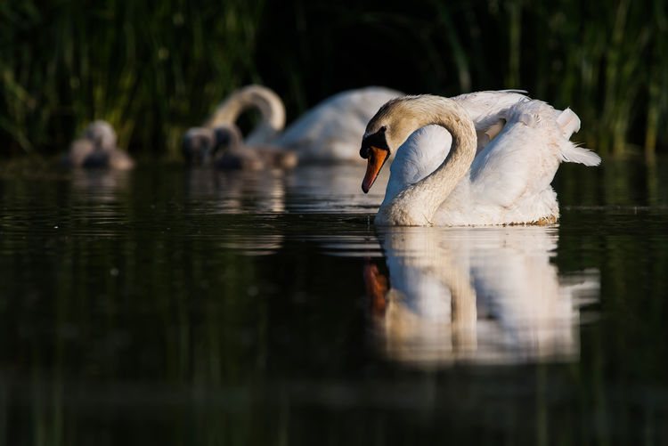 Family of mute swan cygnus olor on a feeding ground with young at dawn