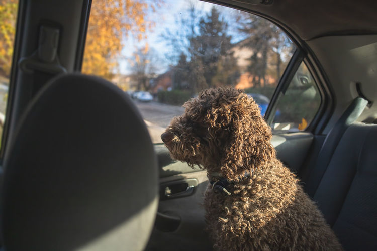 Close-up of dog sitting in car