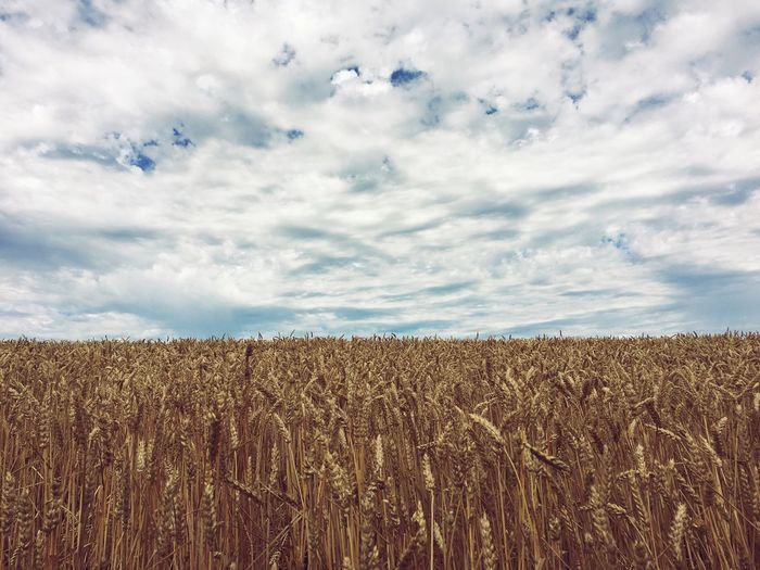 View of wheat field against clouds