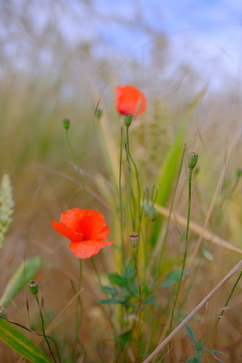 Close-up of red poppy flower on field