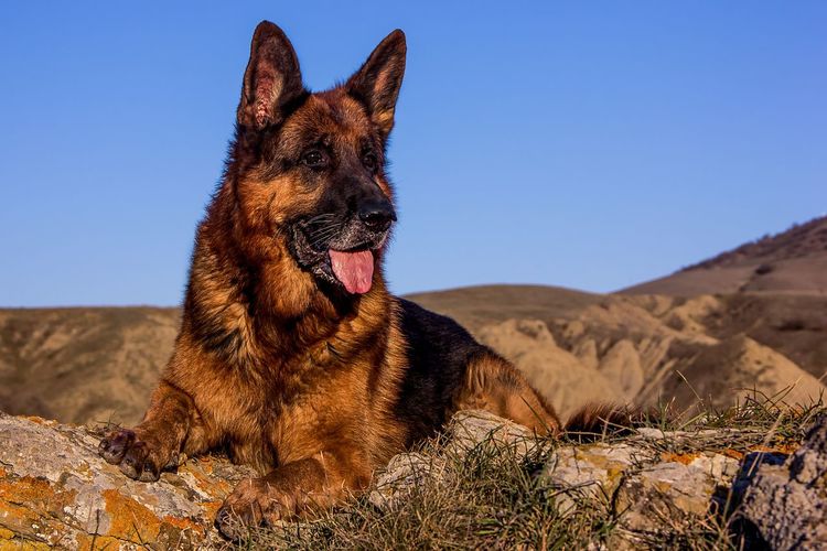 View of a dog german shepherd looking away