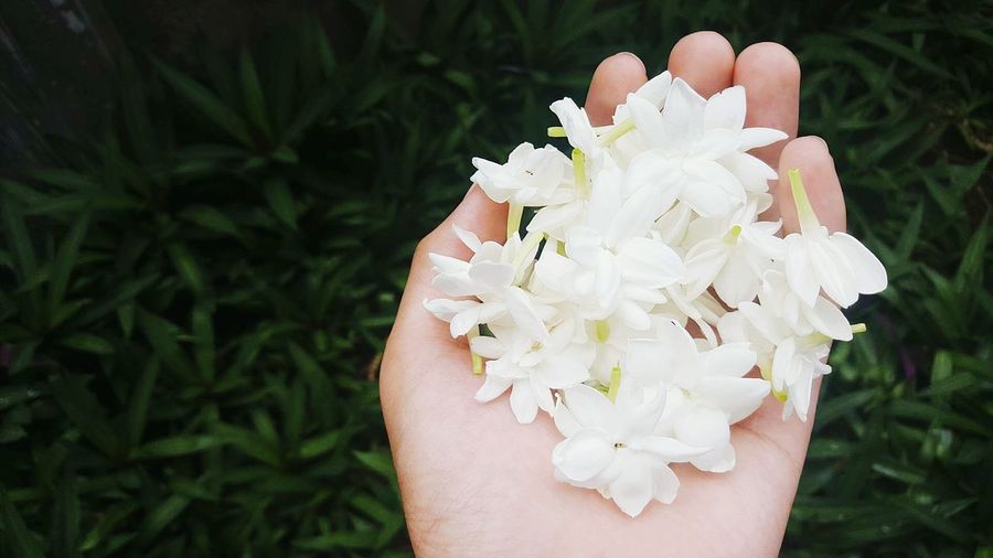 Cropped image of person holding white flowers