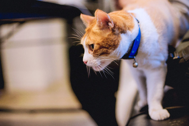 Close-up of cat