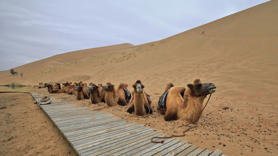 1040 bactrian camels for tourist rides. badain e.lake-badain jaran area gobi desert-nei mongol-china