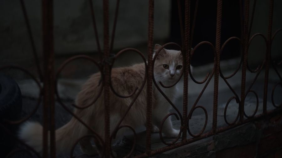 Close-up portrait of cat