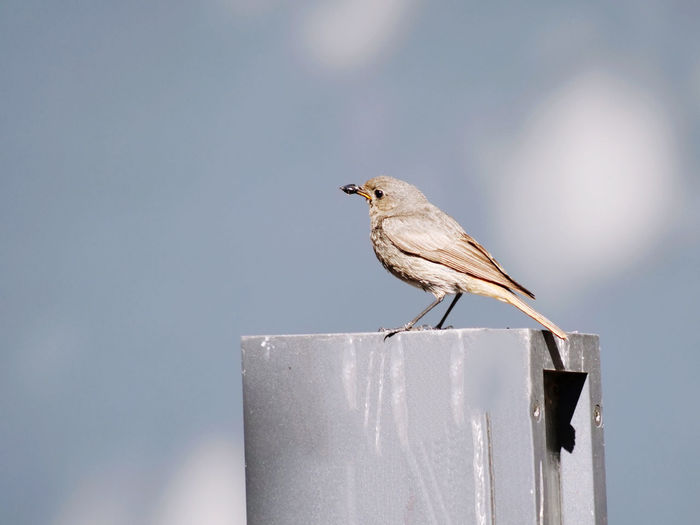 Close-up of bird perching on metal post