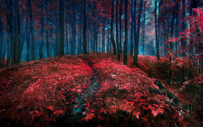 Red leaves in forest