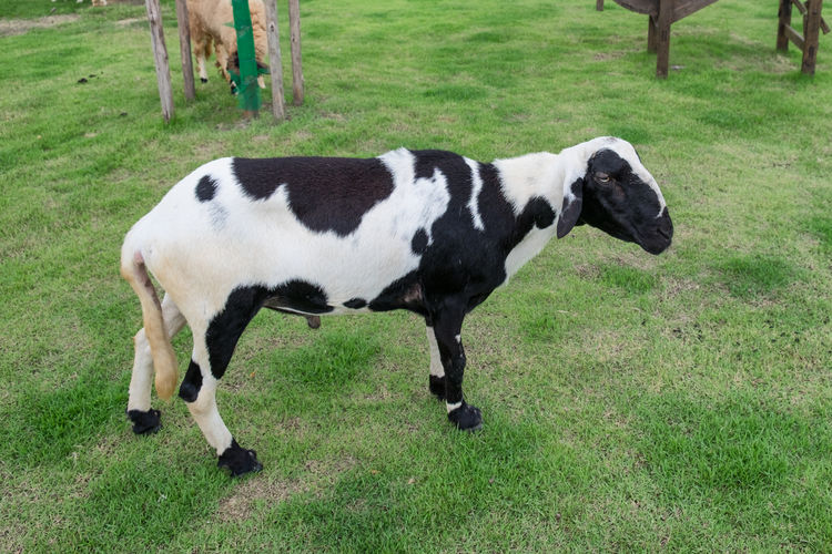 Side view of cow on field