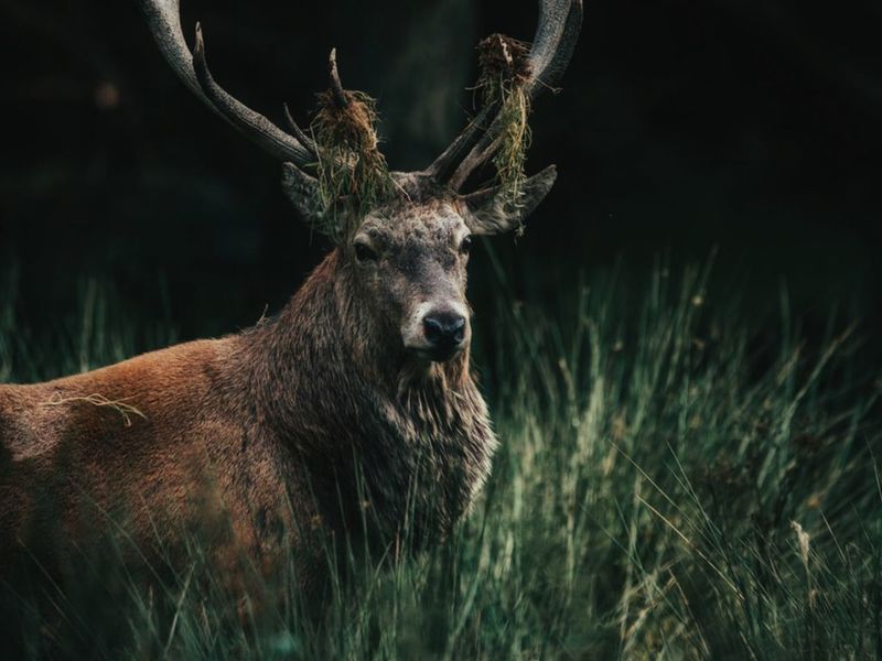 Elk pictures | Curated Photography on EyeEm