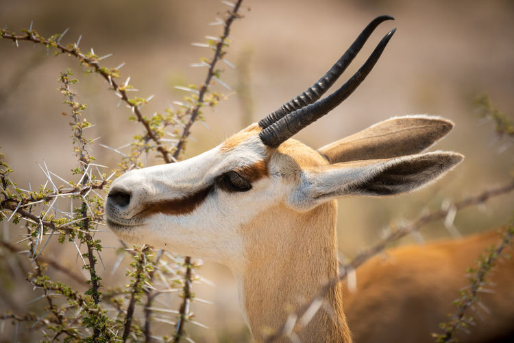Close-up of springbok standing munching on thornbush