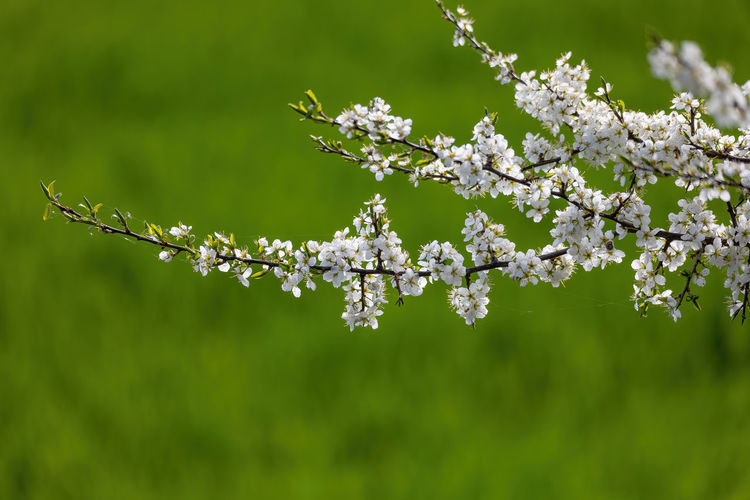 plant