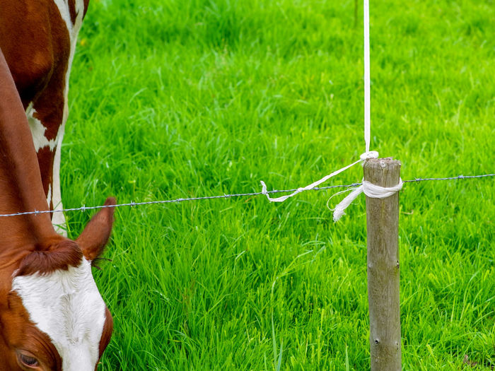 Dog looking away on field