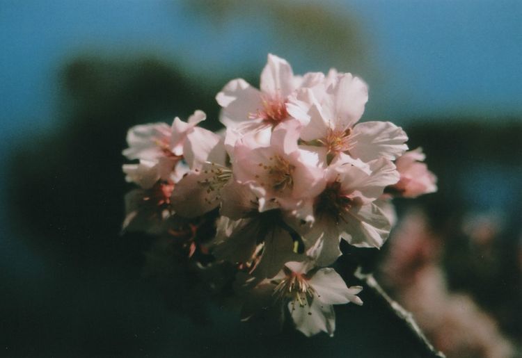 Close-up of flowers blooming on tree
