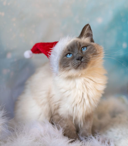 Beautiful, cute, blue point ragdoll kitten with christmas hat