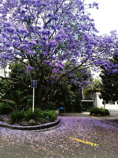 Purple flowers on tree