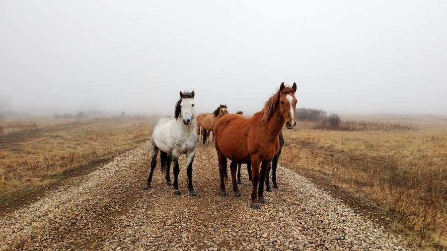Horses standing on road during foggy weather