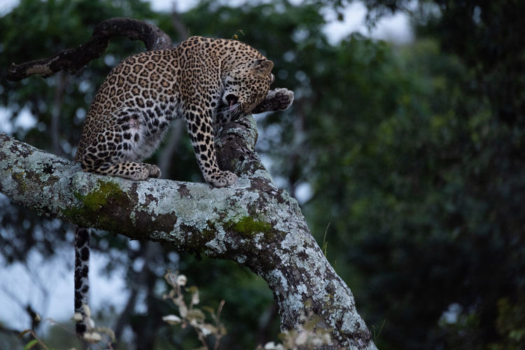 Leopard washes face sitting on lichen-covered branch