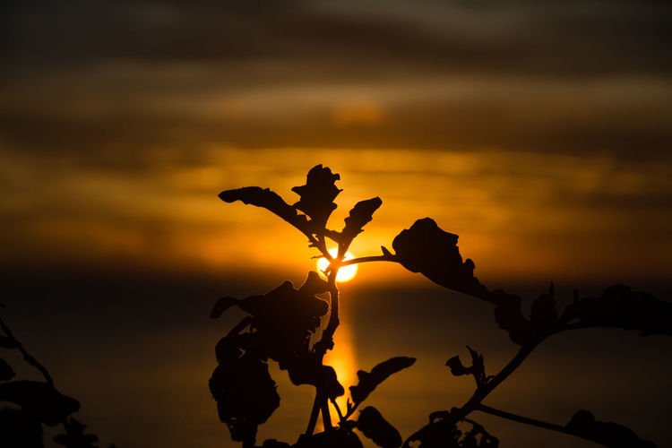 Close-up of silhouette plant against sky during sunset