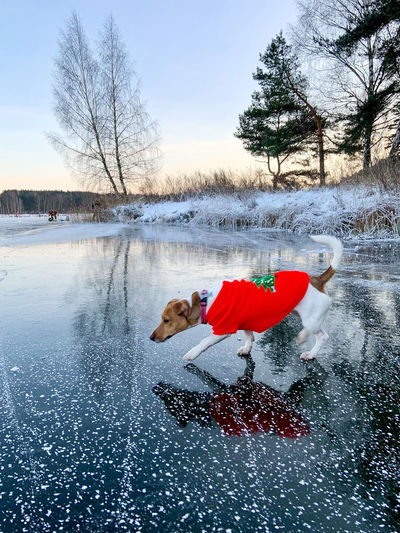 A puppy walks on a frozen lake