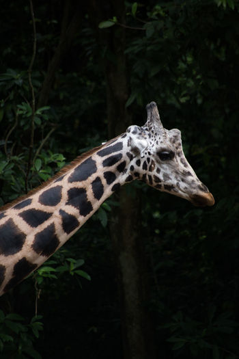 Side view of giraffe