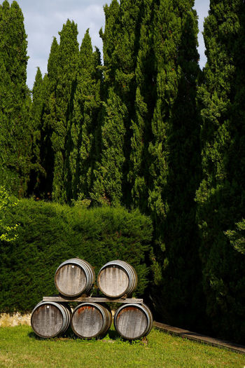 View of trees and wine of tuscany 
