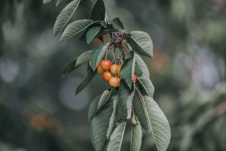 Close-up of fruits on tree