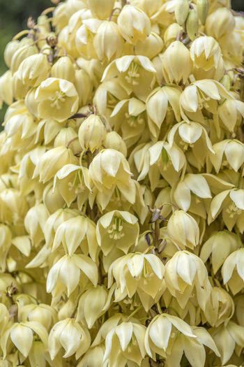 Full frame shot of white flowering plants