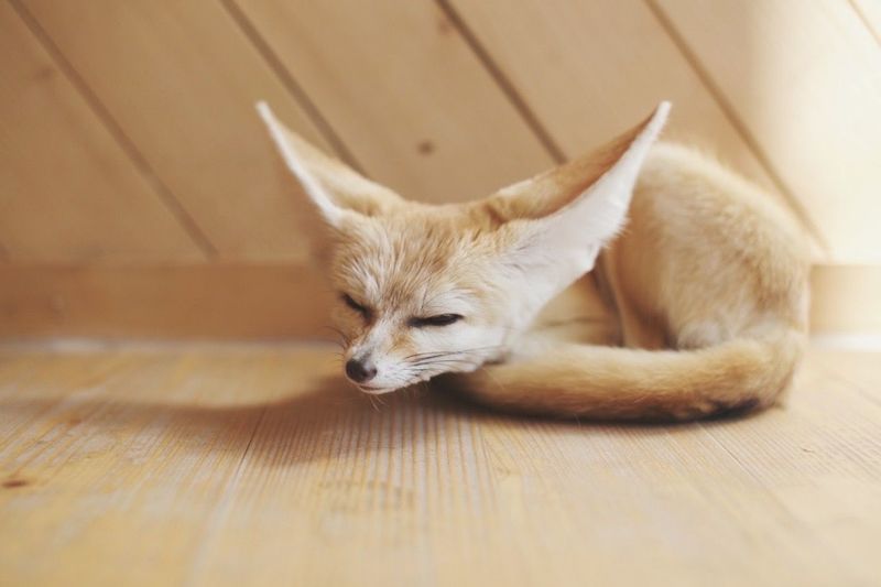 Close-up of young fox sleeping on hardwood floor