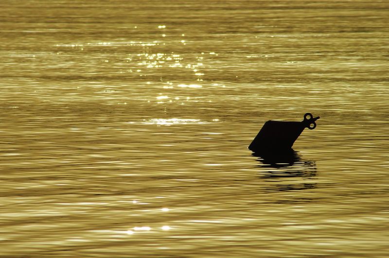 Silhouette bird swimming in lake
