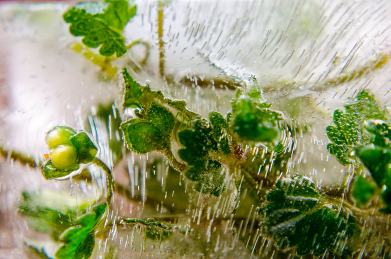 Close-up of plants in glass