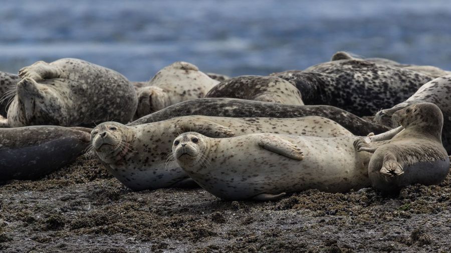Seals relaxing at sandy beach