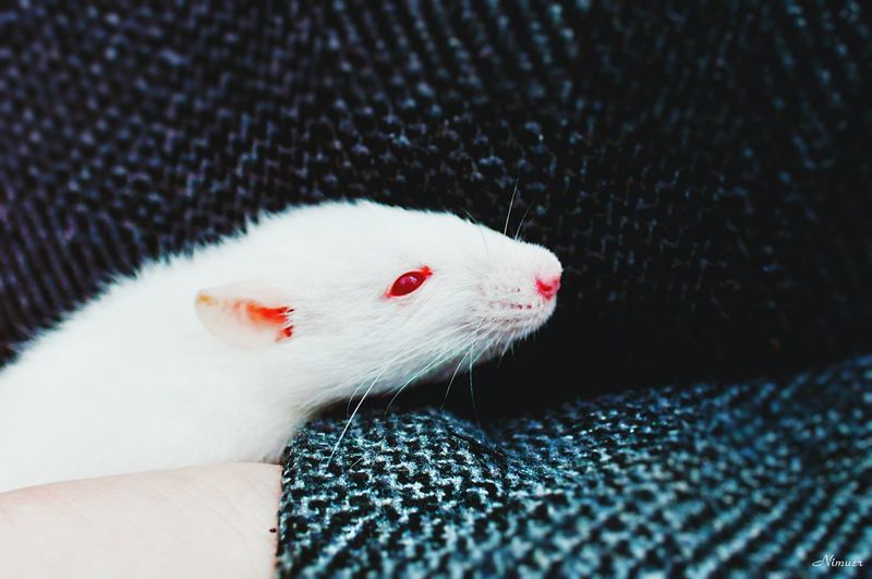 Close-up side view of a white rat