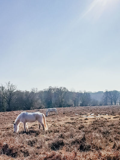 White new forest ponies enjoying sun