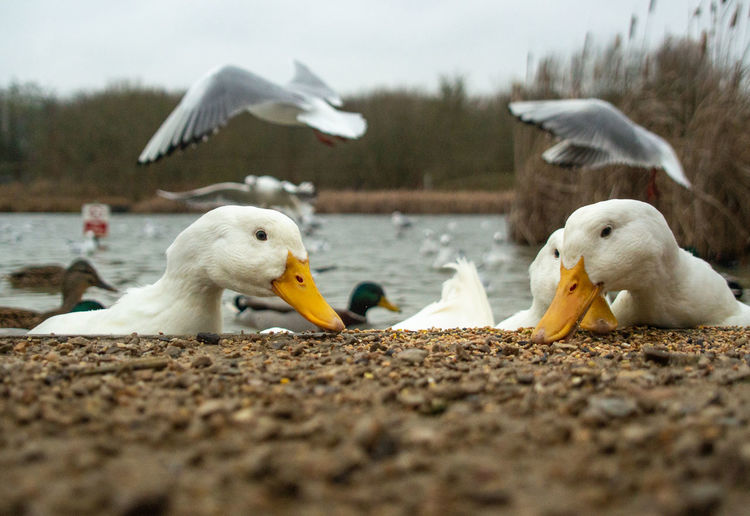 Large white aylesbury pekin peking ducks on duck pond feeding close up of yellow bills 