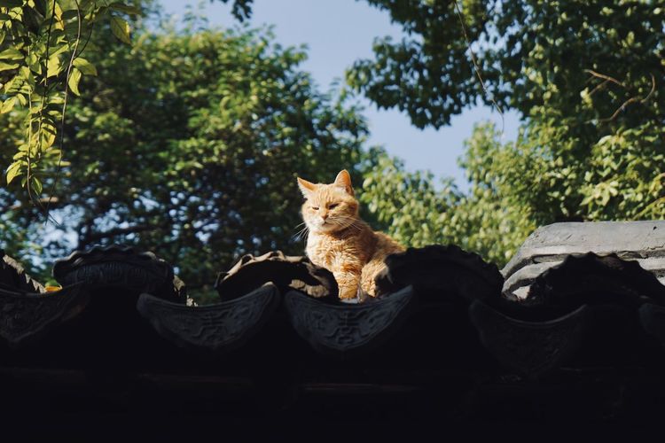 Cat sitting in a park
