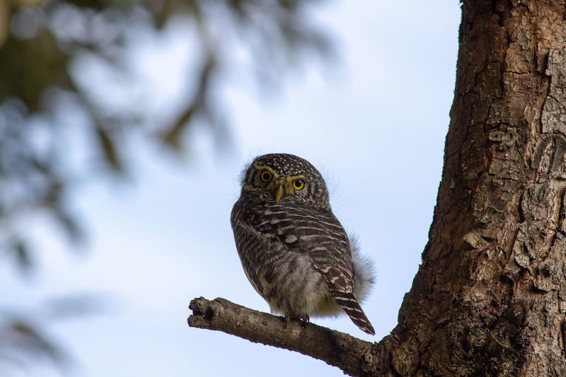 Shot of a collared owlet 