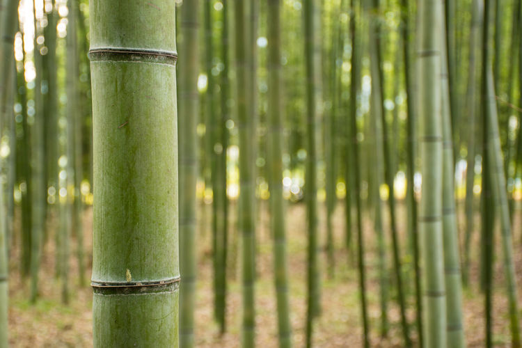 Close-up of bamboo plant on field in forest