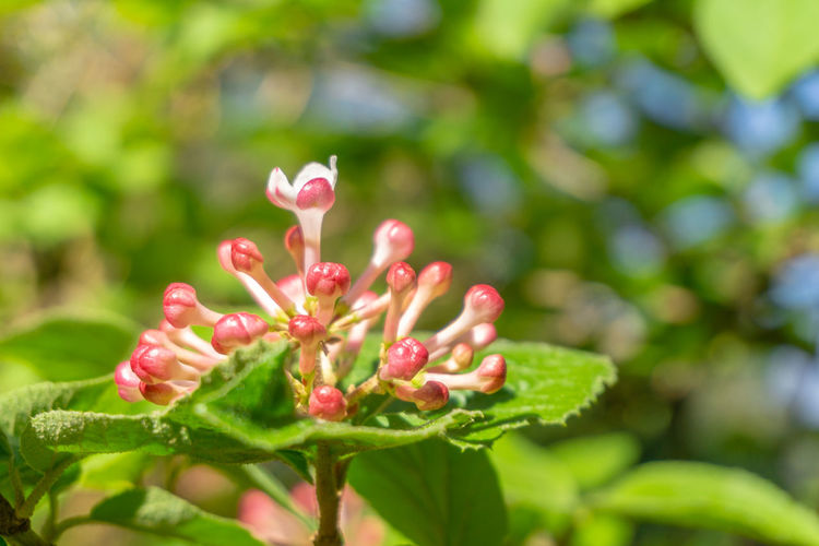 Close-up of pink flowering plant