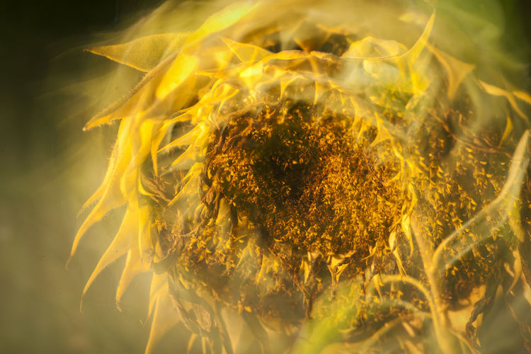 Close up effect by double exposure of a helianthus annuus in the sidelight on a field.