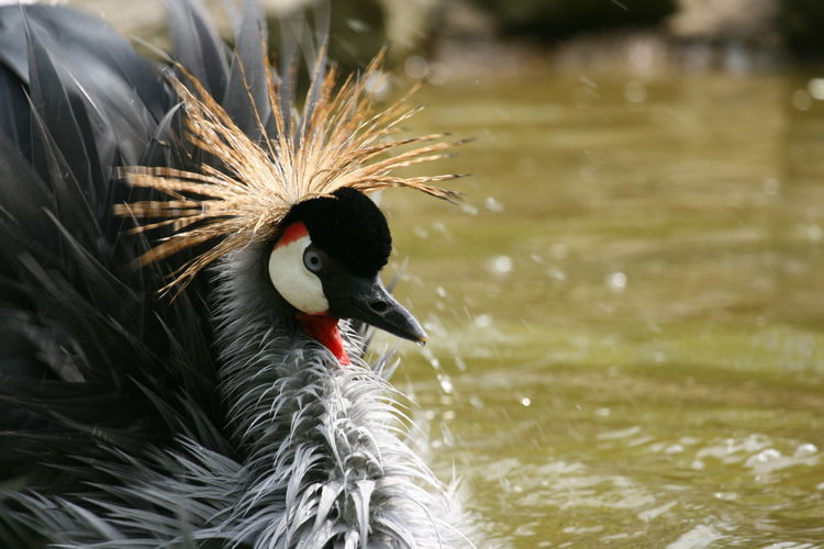 Close-up of gray crowned crane by lake