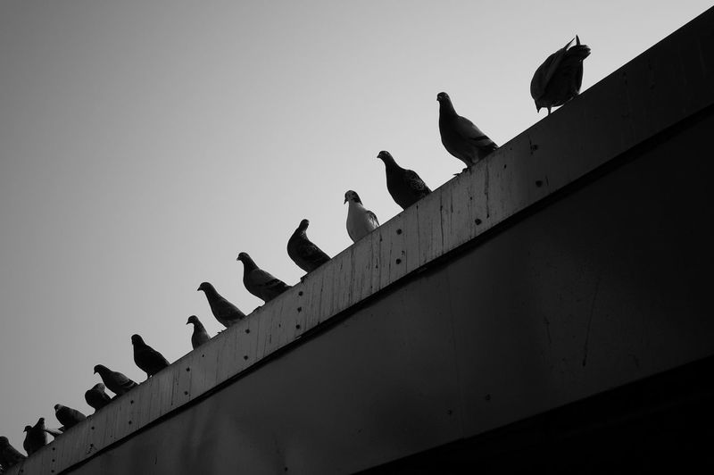 Low angle view of birds perching on building against sky
