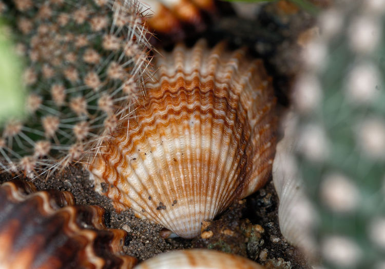 Close-up of shell on a land