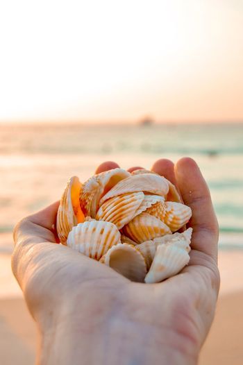 Close-up of hand holding seashell at beach against sky