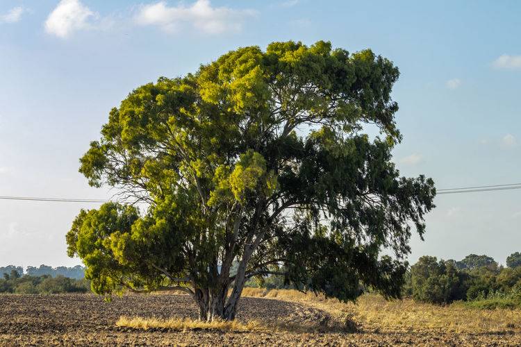 A beautiful photo of a lonely eucalyptus  trees 